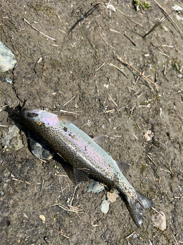 ニジマスの釣果