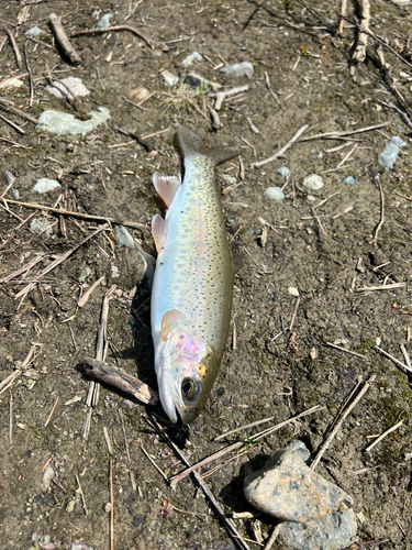 ニジマスの釣果