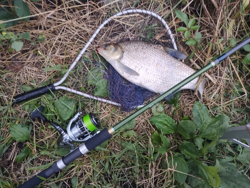 アメリカナマズの釣果