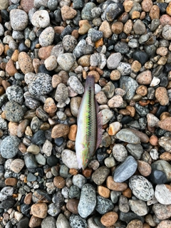 ホシササノハベラの釣果