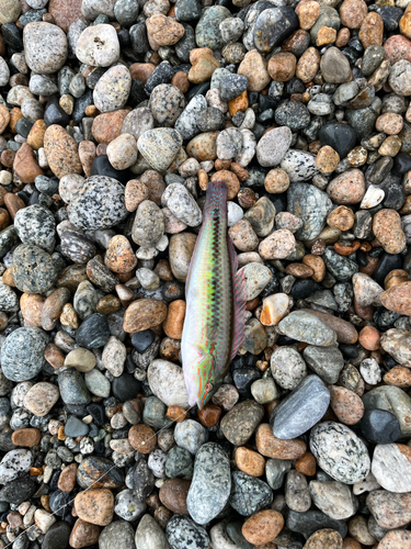 ホシササノハベラの釣果