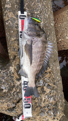 クロダイの釣果