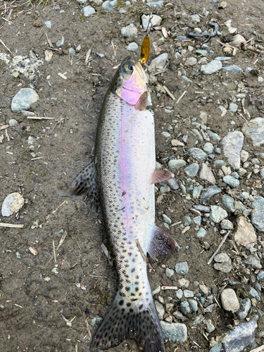 ニジマスの釣果