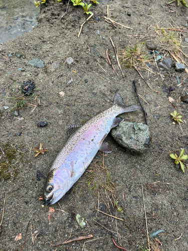 ニジマスの釣果