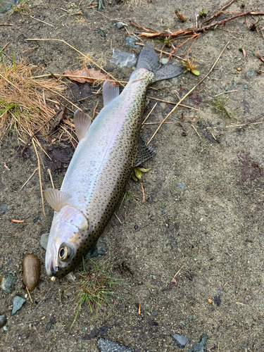 ニジマスの釣果