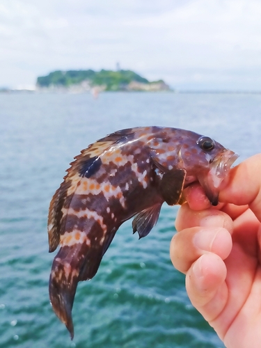 キジハタの釣果