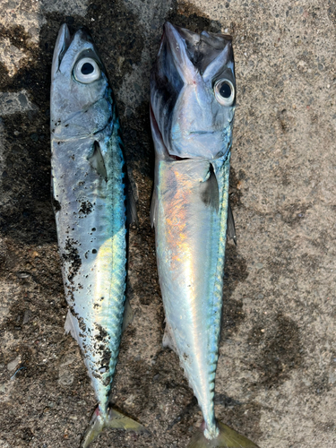 サバの釣果