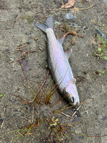 ニジマスの釣果