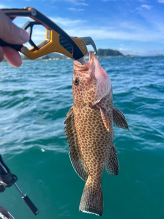 オオモンハタの釣果