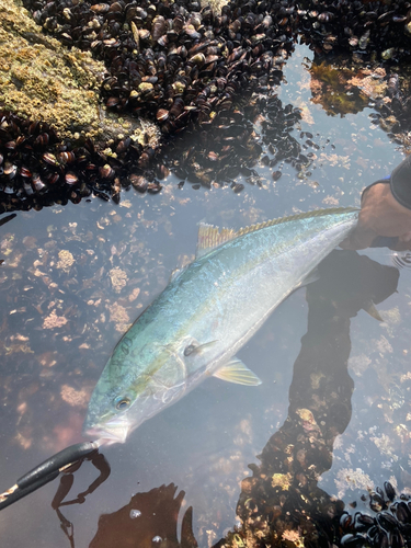 イナダの釣果