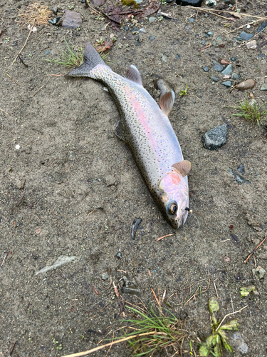 ニジマスの釣果