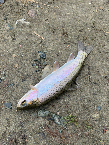 ニジマスの釣果