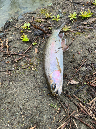 ニジマスの釣果