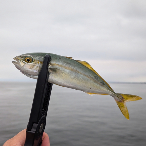 ワカシの釣果