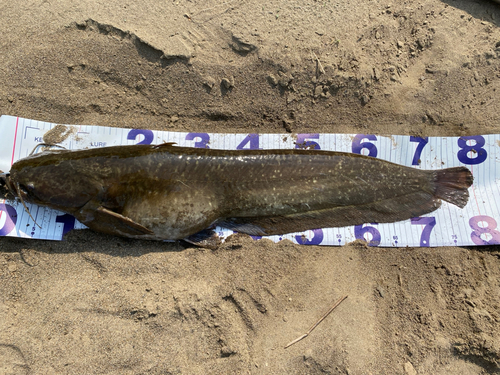 ナマズの釣果