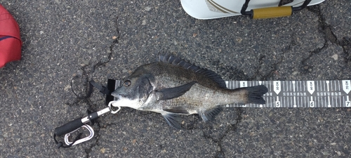 クロダイの釣果