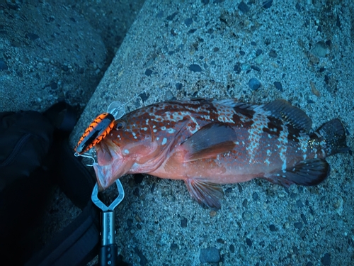 キジハタの釣果