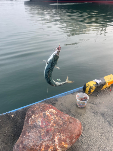 サバの釣果