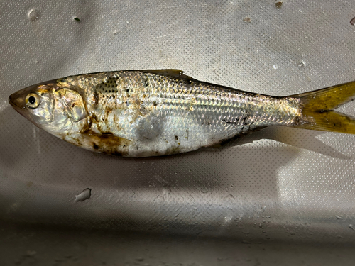 コノシロの釣果