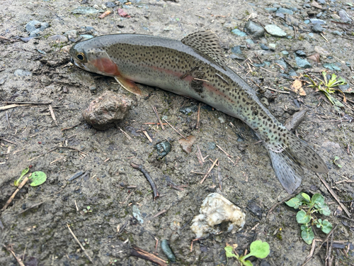 ニジマスの釣果