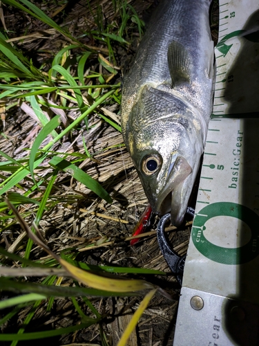 セイゴ（マルスズキ）の釣果