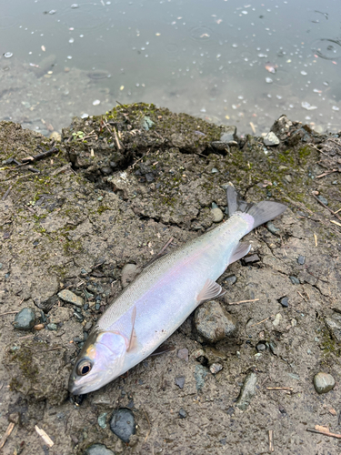 ニジマスの釣果