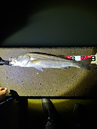 シーバスの釣果