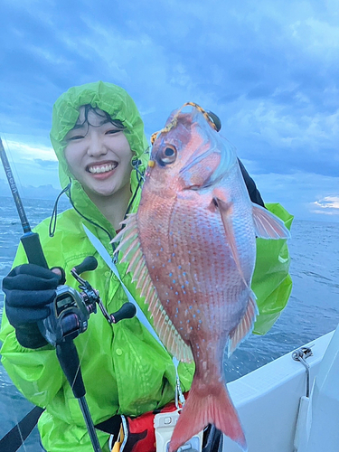 マダイの釣果