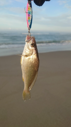 イシモチの釣果