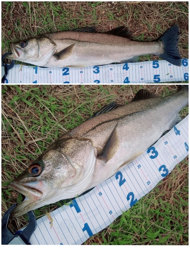 シーバスの釣果