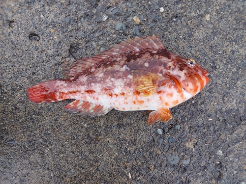 アオブダイの釣果