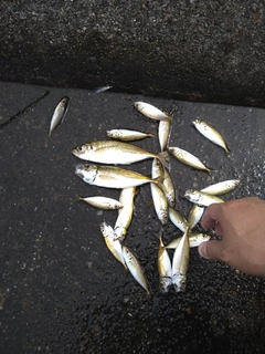 アジの釣果