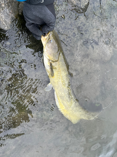 ナマズの釣果