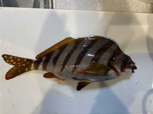 タカノハダイの釣果