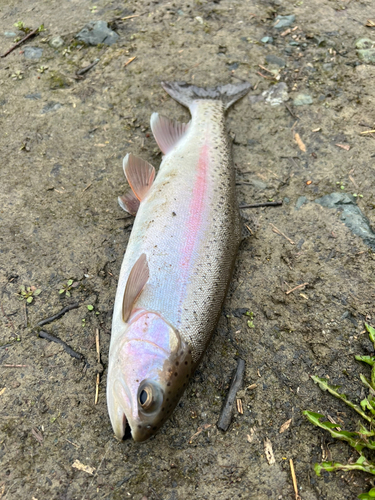 ニジマスの釣果