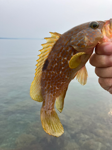 キジハタの釣果