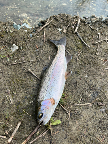 ニジマスの釣果