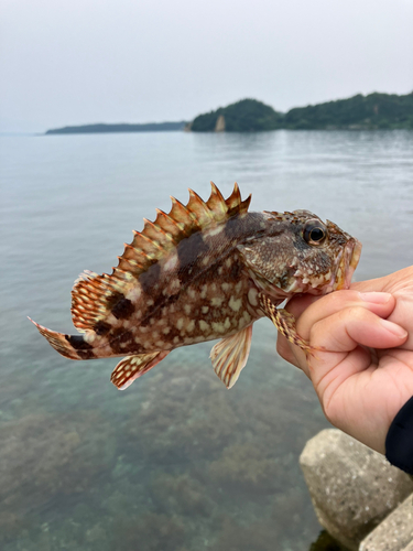 カサゴの釣果