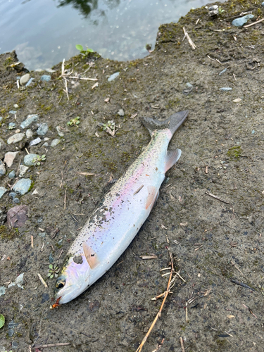 ニジマスの釣果