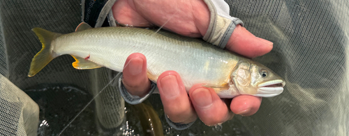 アユの釣果