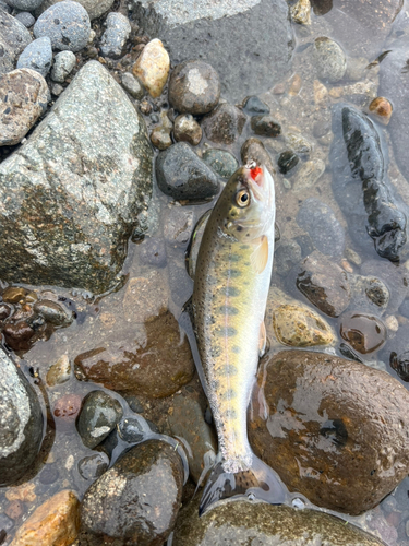 ニジマスの釣果