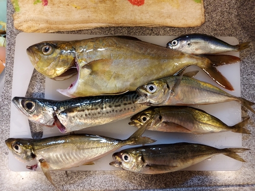 ショゴの釣果