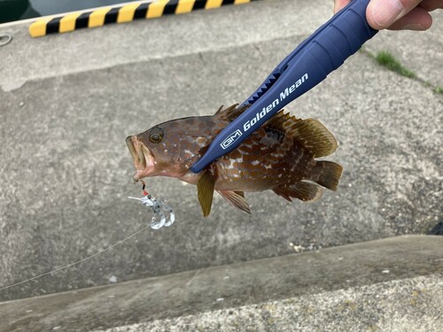 キジハタの釣果