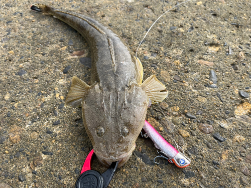 マゴチの釣果