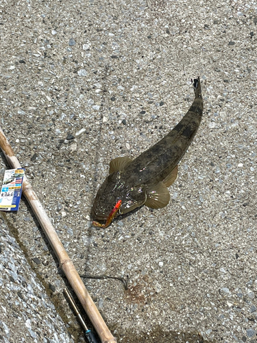 マゴチの釣果