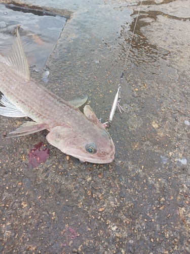 エソの釣果