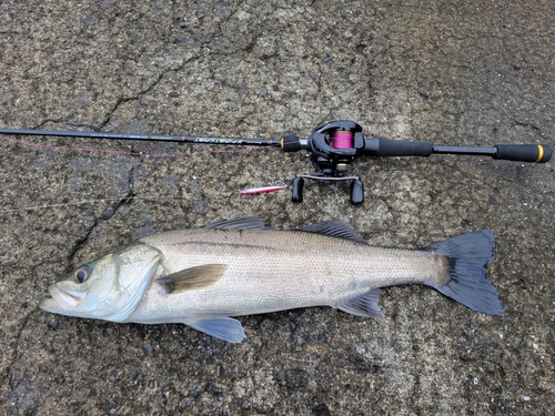 スズキの釣果