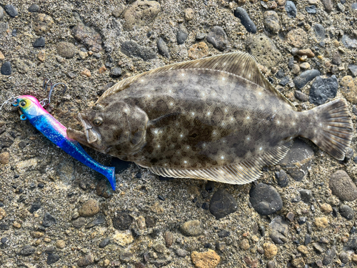 ソゲの釣果