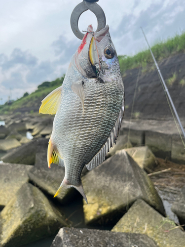 キビレの釣果