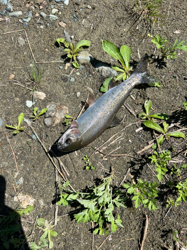 ニジマスの釣果